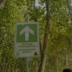 a man standing next to a forest filled with trees